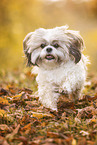 Shih Tzu in autumn