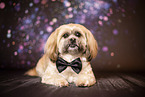 adult Shih Tzu