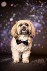 adult Shih Tzu