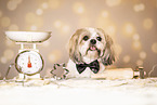 adult Shih Tzu