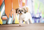 adult Shih Tzu