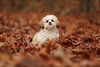 young Shih Tzu