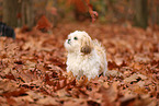 young Shih Tzu