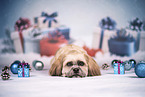 Shih Tzu between christmas decoration