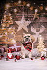 Shih Tzu between christmas decoration