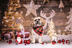 Shih Tzu between christmas decoration