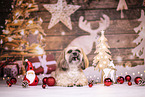 Shih Tzu between christmas decoration