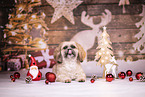 Shih Tzu between christmas decoration