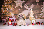 Shih Tzu between christmas decoration