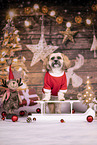 Shih Tzu between christmas decoration