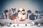 Shih Tzu Puppy