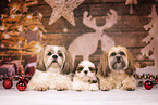 Shih Tzus