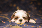 Shih Tzu Puppy