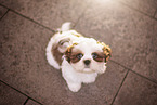 Shih Tzu Puppy