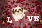 young Shih Tzu