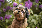shorn Shih Tzu