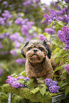 shorn Shih Tzu