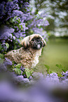 male Shih Tzu