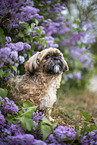male Shih Tzu
