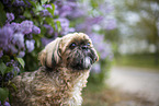male Shih Tzu
