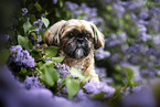 male Shih Tzu