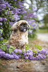 male Shih Tzu