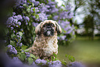 male Shih Tzu