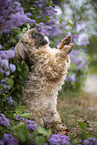 male Shih Tzu