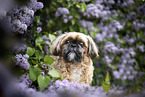 male Shih Tzu