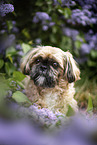 male Shih Tzu