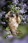 male Shih Tzu