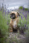 male Shih Tzu