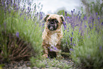 male Shih Tzu