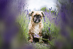 male Shih Tzu