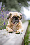 male Shih Tzu