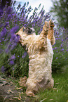 male Shih Tzu