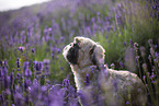 male Shih Tzu