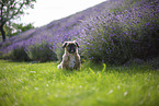 male Shih Tzu