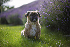 male Shih Tzu