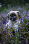 male Shih Tzu
