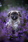 male Shih Tzu