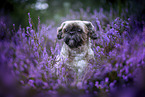 male Shih Tzu