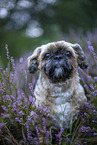 male Shih Tzu