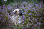 male Shih Tzu