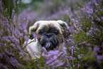 male Shih Tzu