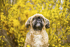 male Shih Tzu