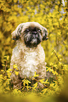 male Shih Tzu