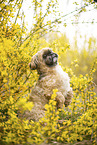 male Shih Tzu