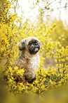 male Shih Tzu