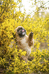 male Shih Tzu